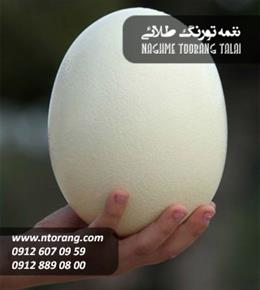 تخم نطفه دار شترمرغ